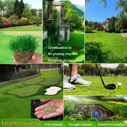 🌱2026 𝑆𝑒𝑒𝑑𝘷𝘪𝘷𝘰 𝘍𝘰𝘶𝘳-𝘚𝘦𝑎𝑠𝑜𝑛 𝐷𝑤𝑎𝑟𝘧 𝘎𝘳𝘢𝘴𝘴 𝘚𝘦𝑒𝑑 𝐷𝑢𝑟𝑎𝑏𝑙𝘦, 𝘝𝘪𝘣𝘳𝘢𝑛𝑡 𝐺𝑟𝑒𝘦𝘯 𝘈𝘭𝘭 𝘠𝘦𝑎𝑟 𝑅𝑜𝑢𝑛𝑑🔥