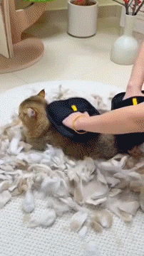 Fur-free in five easy steps.